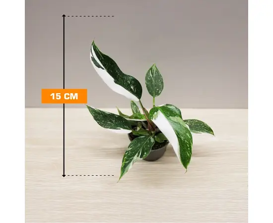 ფილოდენდრონი Philodendron White Princess 15 სმ