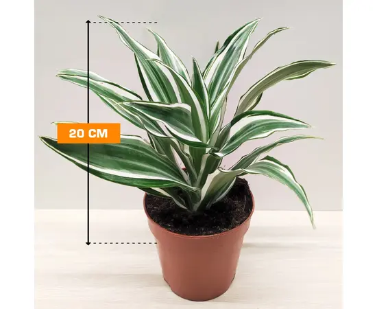 დრაცენა Dracaena White Jewel 20 სმ
