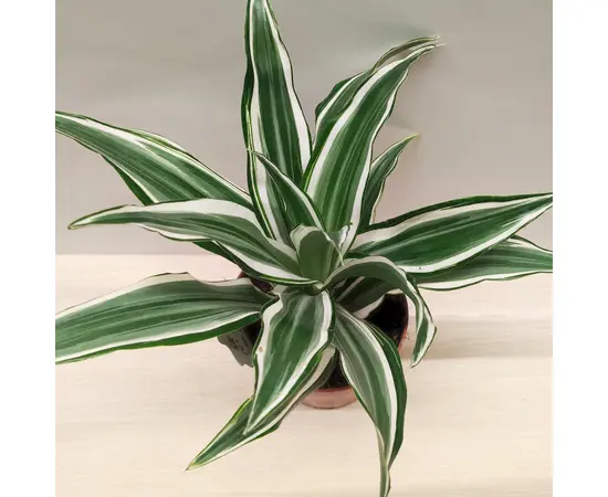 დრაცენა Dracaena White Jewel 20 სმ