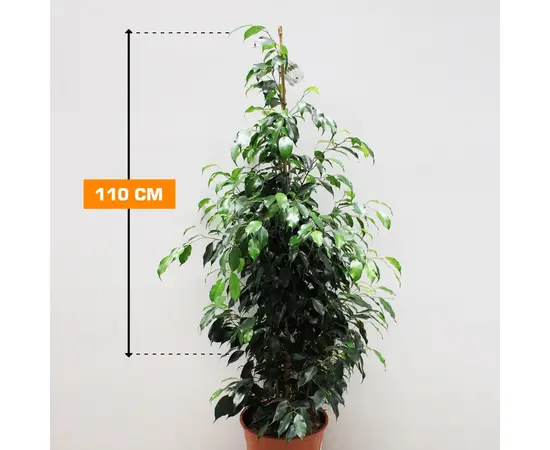ფიკუსი Ficus Benjamina Danielle 110 სმ