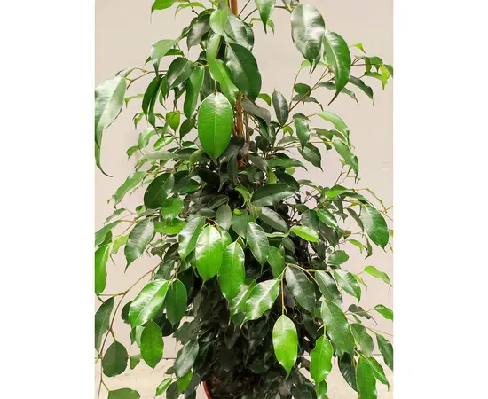 ფიკუსი Ficus Benjamina Danielle 110 სმ