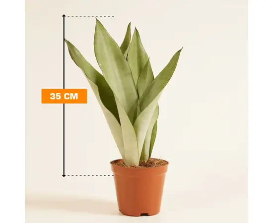 სანსევიერია Sansevieria Moonshine 35 სმ