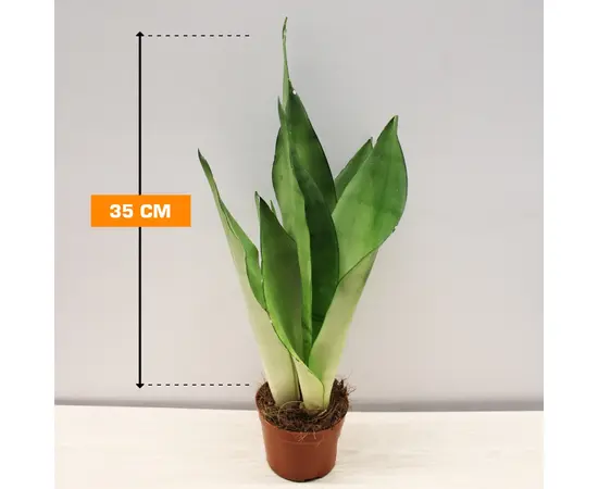 სანსევიერია Sansevieria Moonshine 35 სმ