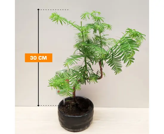 Метасеквоия Metasequoia glyptostroboides 30 см