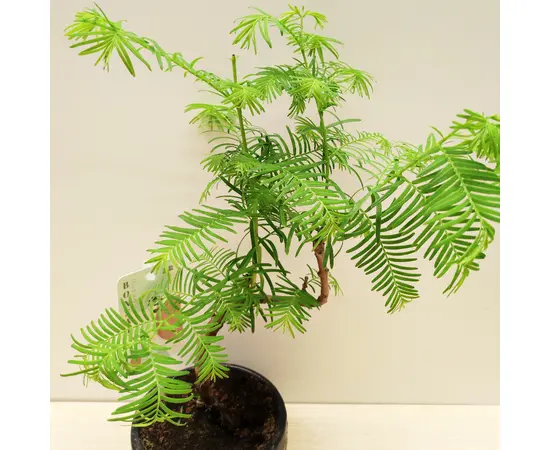 Метасеквоия Metasequoia glyptostroboides 30 см