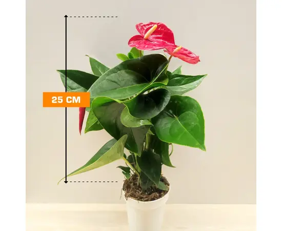 Антуриум Anthurium Arisa red 25 см