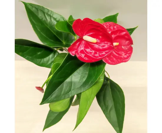 Антуриум Anthurium Arisa red 25 см