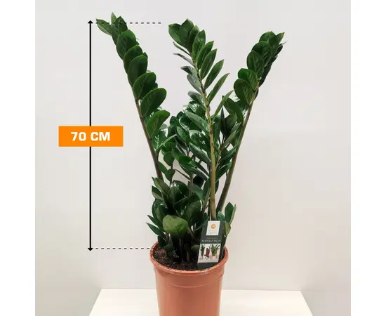 Замиокулькас Zamioculcas 70 см