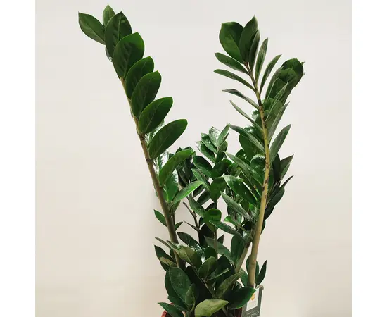 Замиокулькас Zamioculcas 70 см