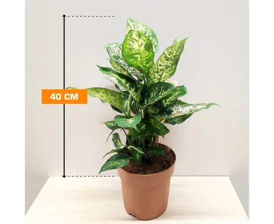 Диффенбахия Dieffenbachia Compacta 40 см