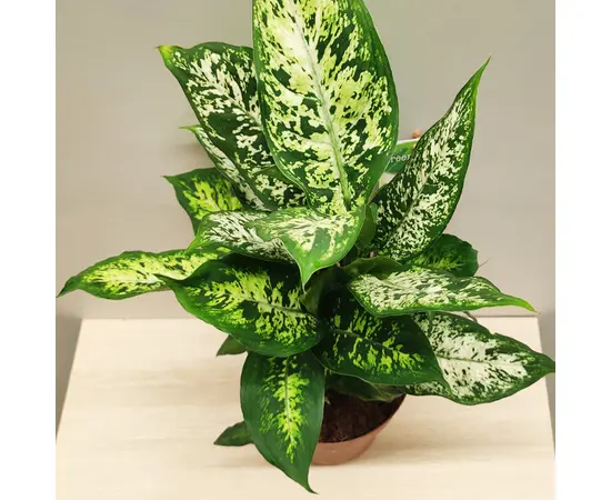 Диффенбахия Dieffenbachia Compacta 40 см