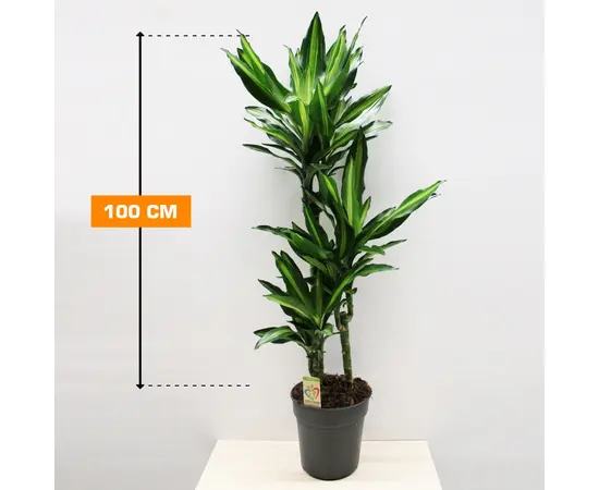 Драцена Dracaena Cintho 100 см