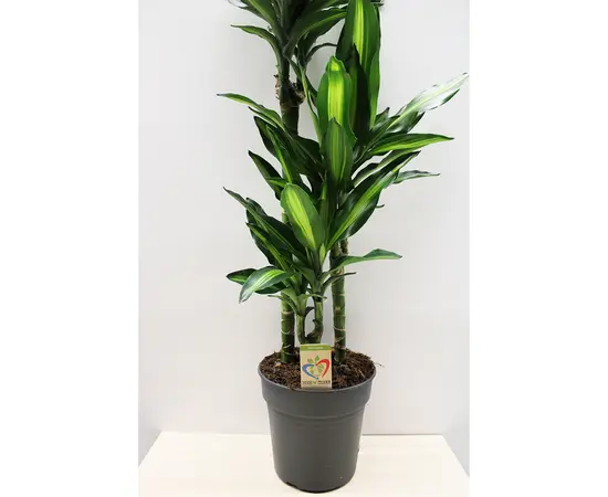 Драцена Dracaena Cintho 100 см