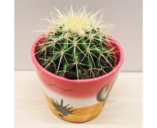 კაქტუსი Cactus mix i 'Decorpot' Mammilaria