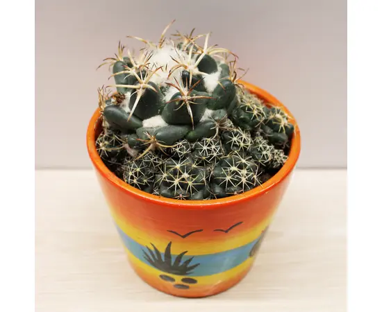 კაქტუსი Cactus mix i 'Decorpot' Mammilaria
