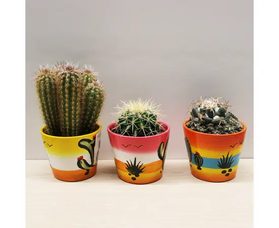 კაქტუსი Cactus mix i 'Decorpot' Mammilaria