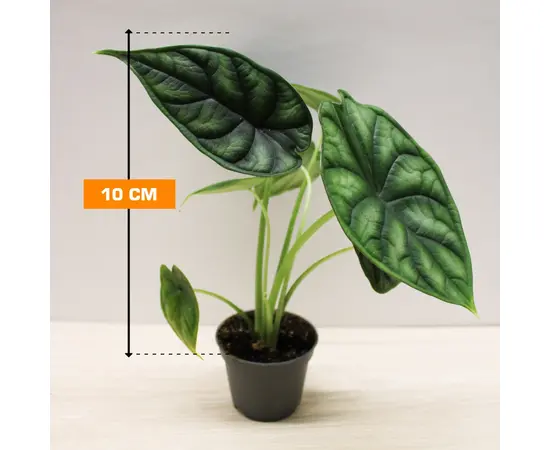 Алоказия Alocasia Dragon Scale 10 см