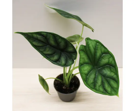 Алоказия Alocasia Dragon Scale 10 см