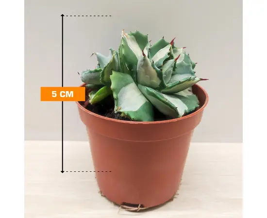 Алоэ Agave potatorum 5 см