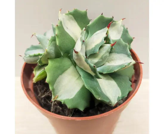 Алоэ Agave potatorum 5 см