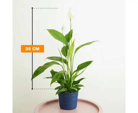 Спатифиллюм Spathiphyllum Alana 35 см