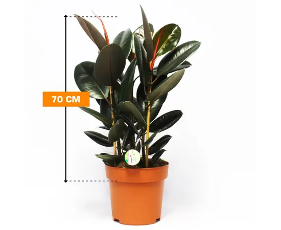 Фикус Ficus El Abidjan 70 см