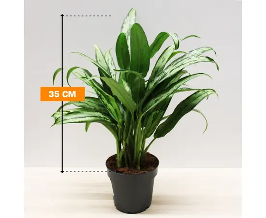 აგლაონემა Aglaonema mixed 35 სმ