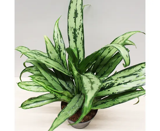 აგლაონემა Aglaonema mixed 35 სმ