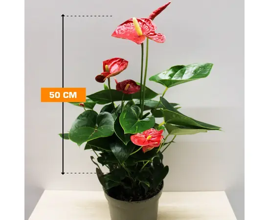 Антуриум Anthurium Jungle mix 50 см