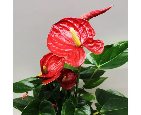 Антуриум Anthurium Jungle mix 50 см