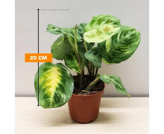 Маранта Maranta variegata (bont) leuconeura