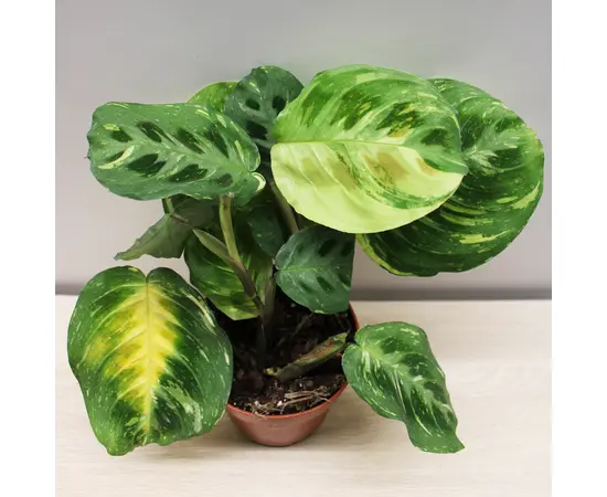 Маранта Maranta variegata (bont) leuconeura