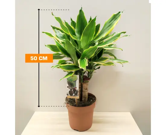 Драцена Dracaena Golden Coast carroussel 50 см