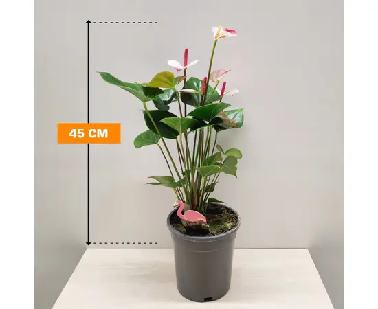 Антуриум Anthurium Jungle mix 50 см