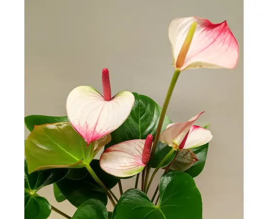 Антуриум Anthurium Jungle mix 50 см