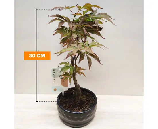 ნეკერჩხალი Acer palmatum 30 სმ