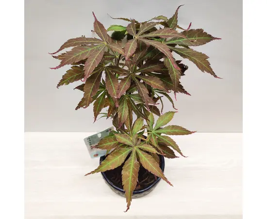 ნეკერჩხალი Acer palmatum 30 სმ