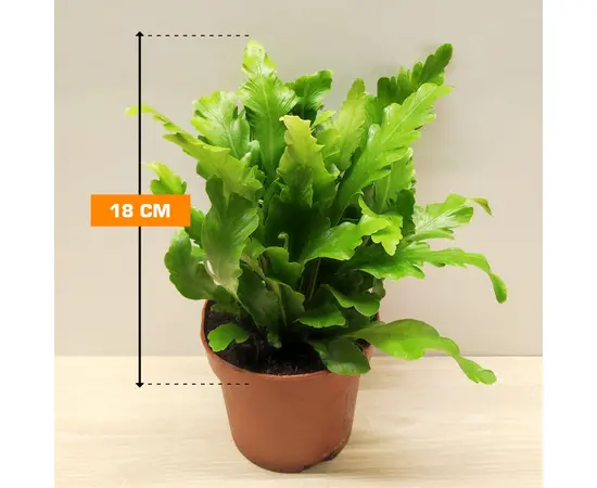 ასპლენიუმი Asplenium nidus Campio 18 სმ