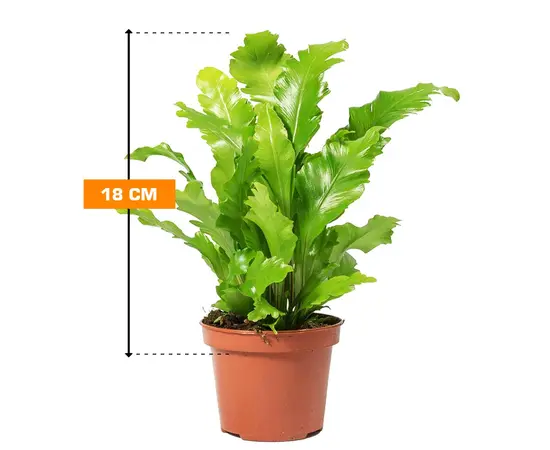 ასპლენიუმი Asplenium nidus Campio 18 სმ