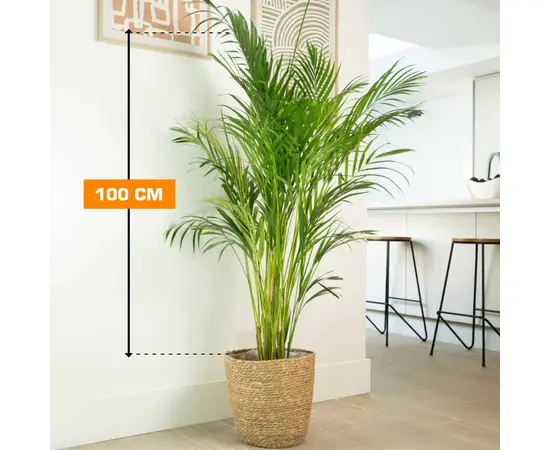 Дипсис Dypsis lutescens 100 см