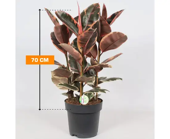 Фикус Ficus El belize 3pp 70 см