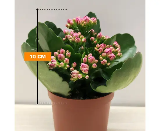 კალანხოე Kalanchoe blossfeldiana - Rosalina mix 10 სმ