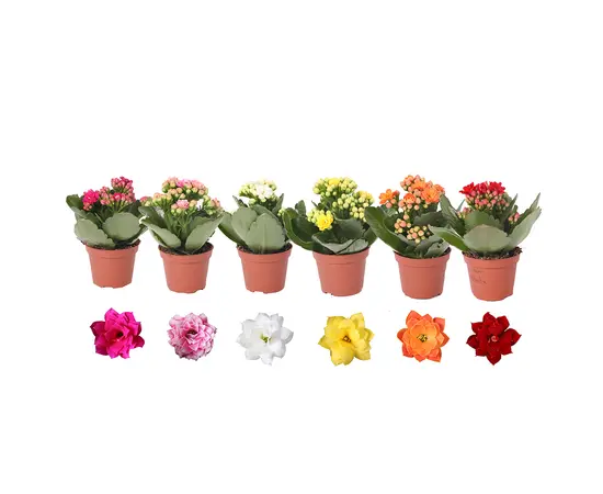 კალანხოე Kalanchoe blossfeldiana - Rosalina mix 10 სმ