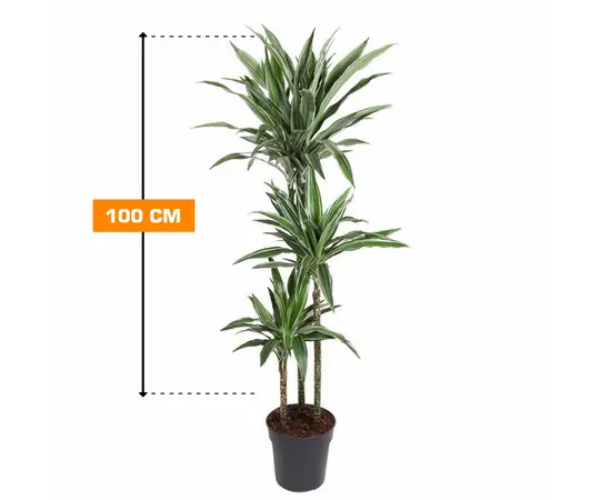 Драцена Dracaena fragrans Deremens Warneckei 100 см