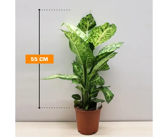 დიფენბახია Dieffenbachia Mars Purify 55 სმ