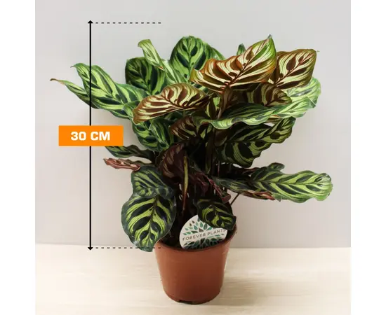 კალათეა Calathea Makoyana 30 სმ