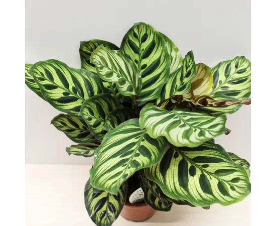 კალათეა Calathea Makoyana 30 სმ