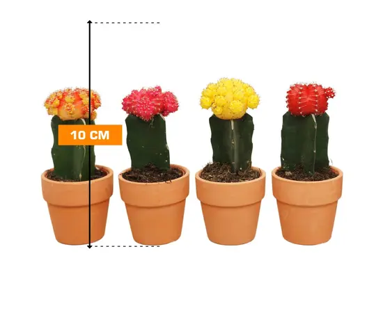 ჰიმნოკალიციუმი Gymnocalycium mix grafted 10 სმ