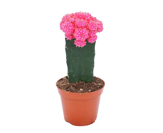 ჰიმნოკალიციუმი Gymnocalycium mix grafted 10 სმ