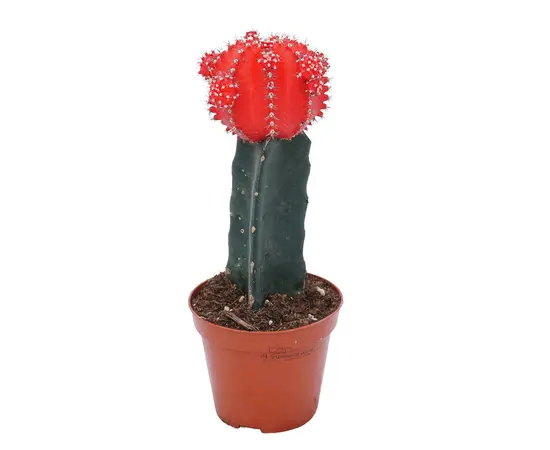 ჰიმნოკალიციუმი Gymnocalycium mix grafted 10 სმ